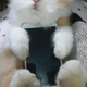 Image for article titled Don't Use Real Rabbits as Your Smartphone Case